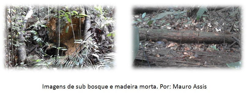 sub_bosques