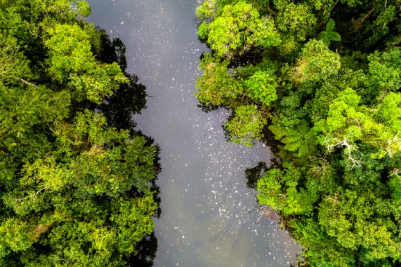 No Dia Mundial da Água especialistas do Inpe alertam para a preservação de árvores