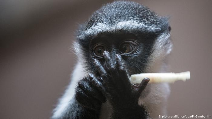 Mais 7 mil espécies estão ameaçadas de extinção