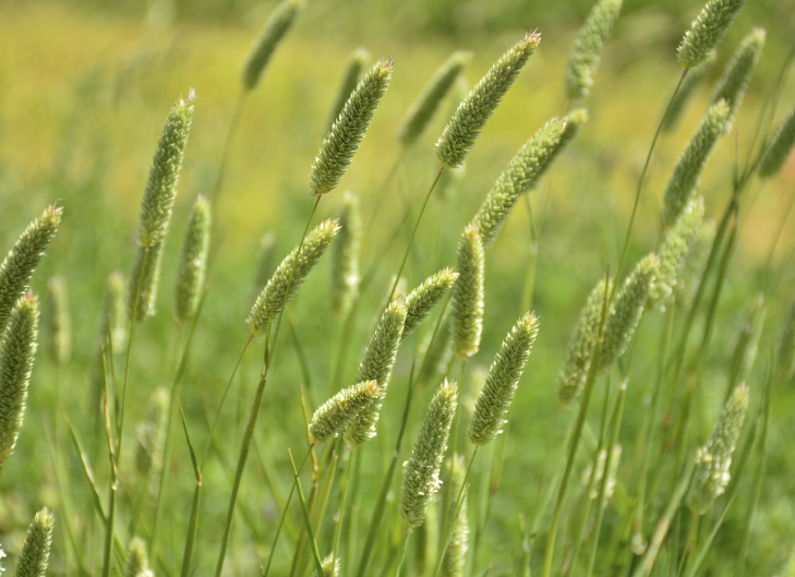 Espécies de plantas que tiram mais CO2 da atmosfera