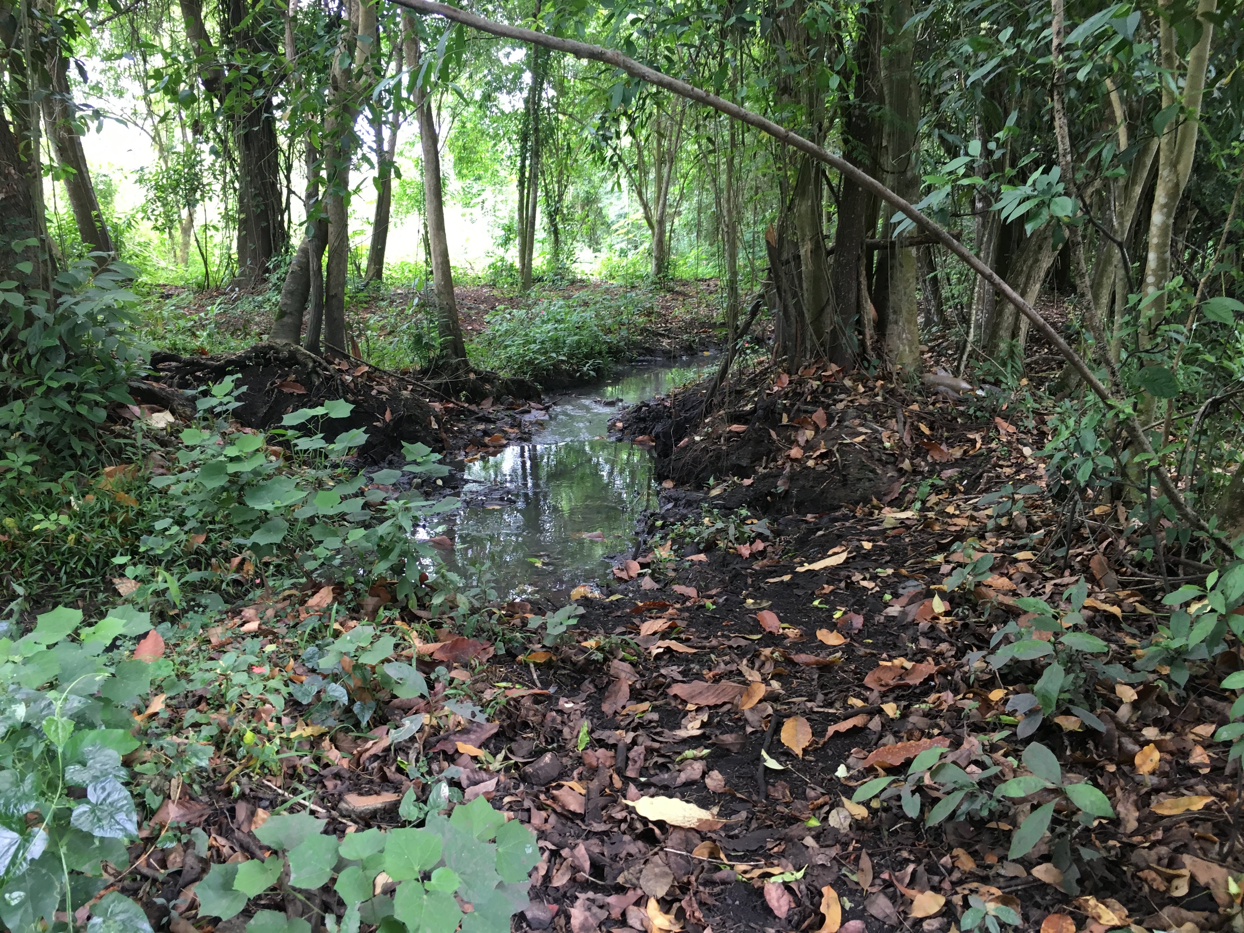 Estudo feito por pesquisadores da DIIAV-INPE, mostra o estado atual de conhecimento em torno das turfas tropicais e suas características.
