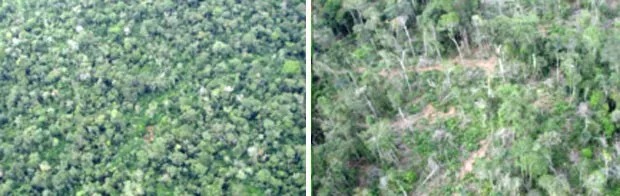 Artigo apresenta cenários de emissões de CO2 por degradação florestal e desmatamento na Amazônia Brasileira