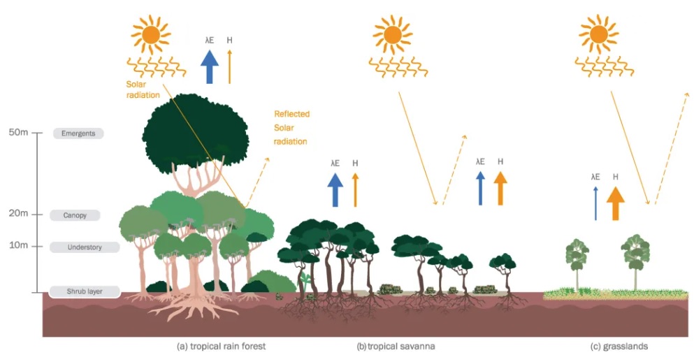Estudo analisa as contribuições das florestas tropicais úmidas e subúmidas da América do Sul para os serviços ecossistêmicos