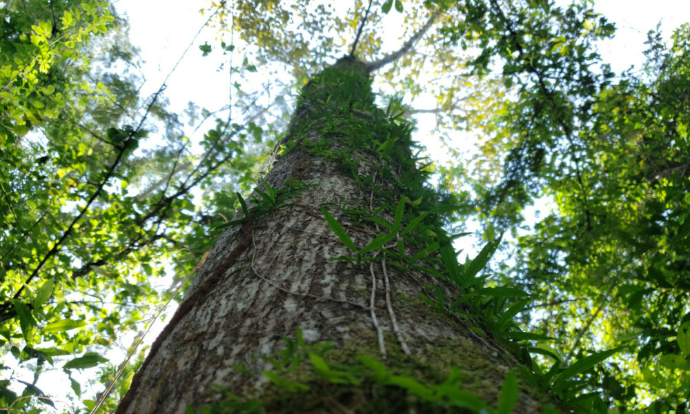 Estudo com pesquisadores do INPE mostra novo mapa com levantamento total da biomassa da Floresta Amazônica