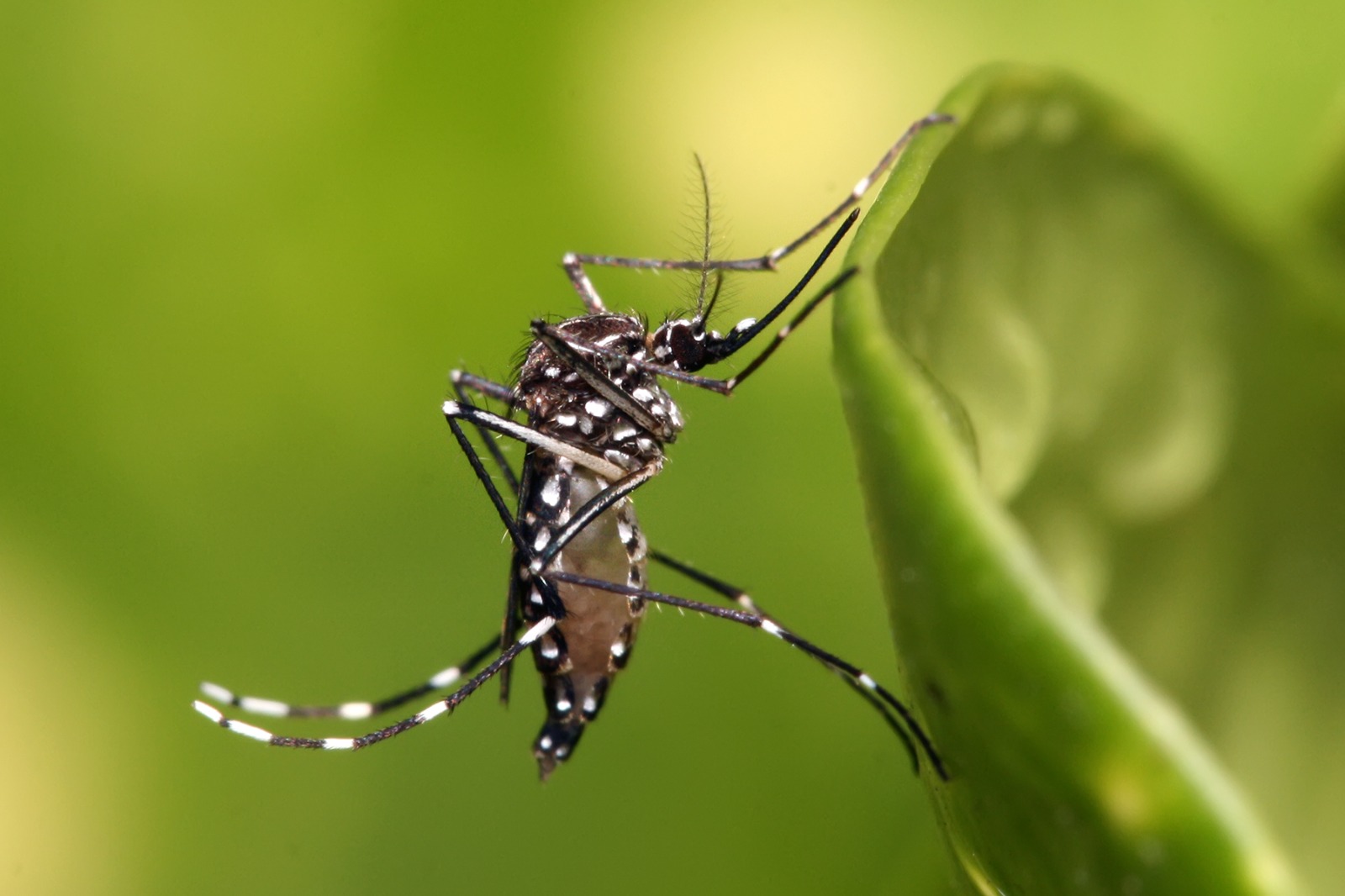 Estudo, com autoria de pesquisadores da DIIAV/INPE, mostra que poderá aumentar de forma significativa as doenças transmitidas pelo mosquito Aedes aegypti no Brasil até 2080.